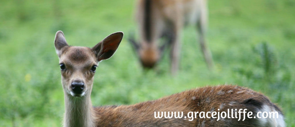 young Irish deer illustrating article about how to reconnect your children