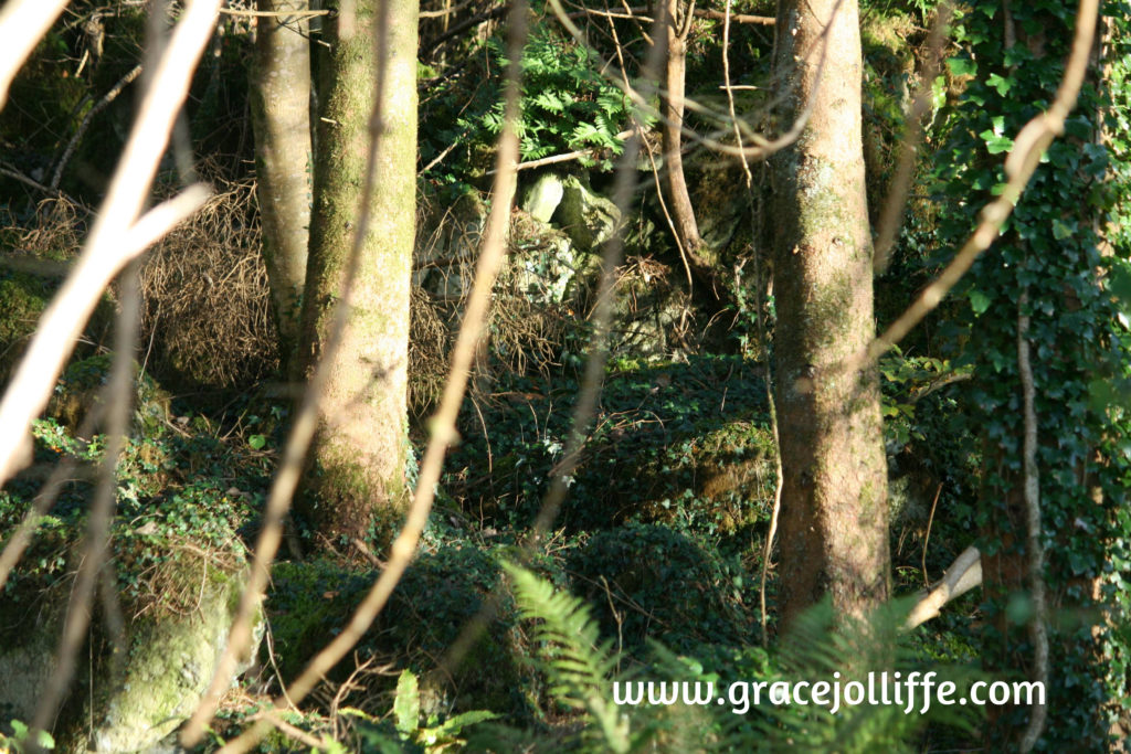 Irish woodlands illustrating article about how to reconnect your children with nature