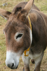 Brown donkey - illustrating an article about generation snowflake