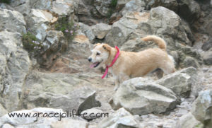 small dog among rocks illustrating an article about walking the sugarloaf 