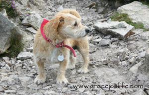 small dog illustrating an article about walking the Sugarloaf