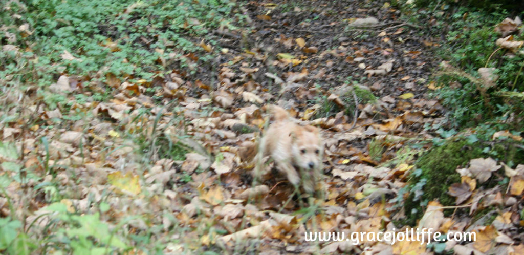 Tiny dog running in woodlands illustrating article about how to reconnect your children with nature
