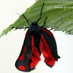 Burren moth on a raspberry leaf illustrating an article about wild animal rescue 