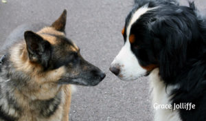german-shepherd-and Burmese dog rub noses illustrating an article about wild animal rescue 