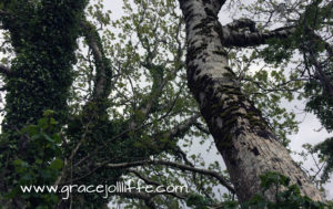 trees illustrating a ghost story from Ireland - The Real Halloween by Grace Jolliffe