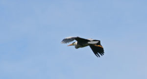 heron in blue sky illustrating an article about Exploiting elderly and vulnerable people with sob-stories.